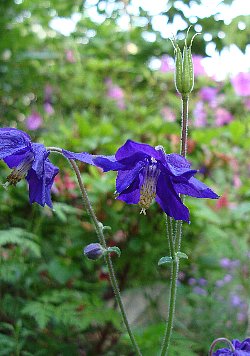 庭に咲いたセイヨウオダマキの花（一重）